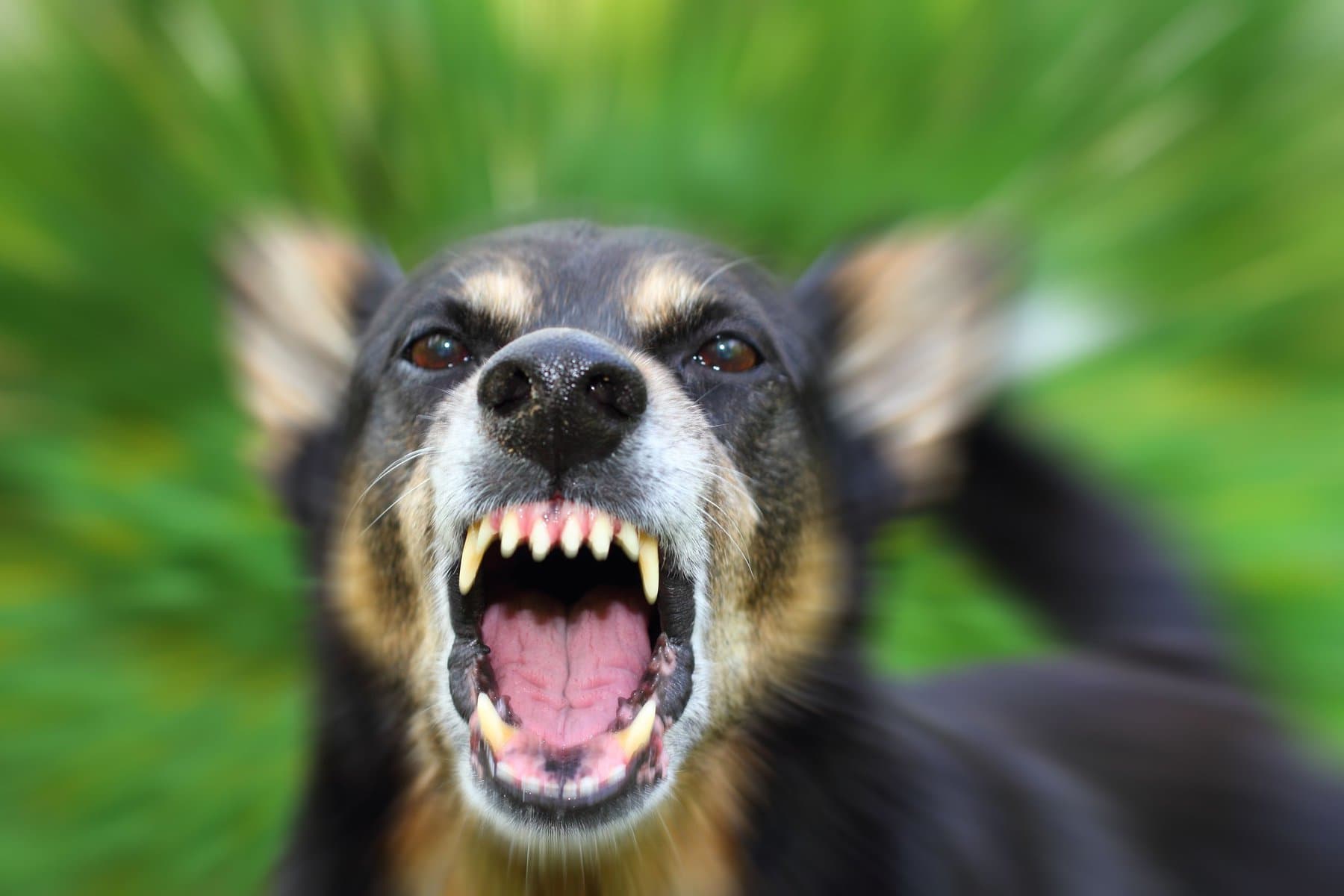 Imagen de un perro negro ladrando. Ser víctima de una mordedura de perro puede ser una experiencia traumática y dolorosa. Las secuelas, las facturas médicas y los problemas legales pueden aumentar el estrés y la confusión. No deje que una mordedura de perro le arruine la vida. Tratar de navegar por el sistema legal por su cuenta puede ser abrumador, especialmente cuando usted'ya está lidiando con el dolor físico y emocional. R&G Personal Injury Lawyers está aquí para ayudarle en estos momentos difíciles. Nuestro experimentado equipo se especializa en casos de mordeduras de perro y conoce las complejidades de la ley de lesiones personales. Con nuestro asesoramiento experto, lucharemos por sus derechos y nos aseguraremos de que reciba la indemnización que merece por sus lesiones. Confíe en R&G Personal Injury Lawyers para ser su abogado dedicado mordedura de perro, para que pueda centrarse en la curación, mientras que manejamos su caso con cuidado y profesionalismo.