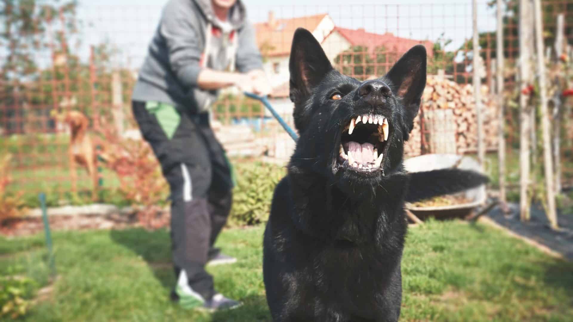 Imagen de un perro negro ladrando. Ser víctima de una mordedura de perro puede ser una experiencia traumática y dolorosa. Las secuelas, las facturas médicas y los problemas legales pueden aumentar el estrés y la confusión. No deje que una mordedura de perro le arruine la vida. Tratar de navegar por el sistema legal por su cuenta puede ser abrumador, especialmente cuando usted'ya está lidiando con el dolor físico y emocional. R&G Personal Injury Lawyers está aquí para ayudarle en estos momentos difíciles. Nuestro experimentado equipo se especializa en casos de mordeduras de perro y conoce las complejidades de la ley de lesiones personales. Con nuestro asesoramiento experto, lucharemos por sus derechos y nos aseguraremos de que reciba la indemnización que merece por sus lesiones. Confíe en R&G Personal Injury Lawyers para ser su abogado dedicado mordedura de perro, para que pueda centrarse en la curación, mientras que manejamos su caso con cuidado y profesionalismo.