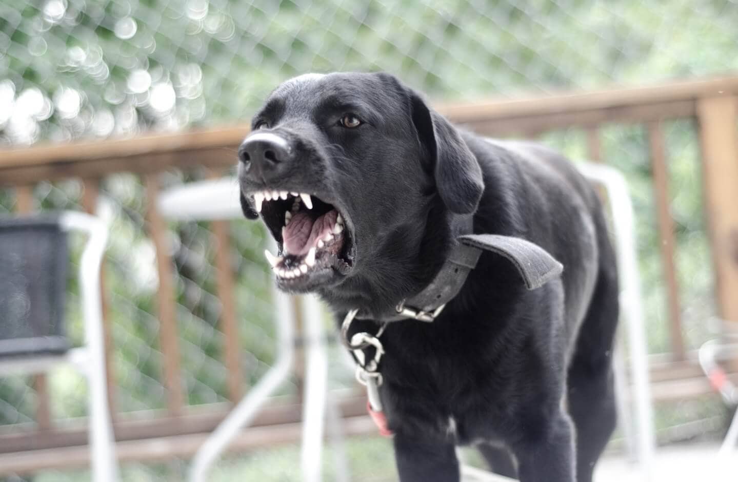 Imagen de un perro enfadado. Ser víctima de una mordedura de perro puede ser una experiencia traumática y dolorosa. Las secuelas, las facturas médicas y los problemas legales pueden aumentar el estrés y la confusión. No deje que una mordedura de perro le arruine la vida. Tratar de navegar por el sistema legal por su cuenta puede ser abrumador, especialmente cuando usted'ya está lidiando con el dolor físico y emocional. R&G Personal Injury Lawyers está aquí para ayudarle en estos momentos difíciles. Nuestro experimentado equipo se especializa en casos de mordeduras de perro y conoce las complejidades de la ley de lesiones personales. Con nuestro asesoramiento experto, lucharemos por sus derechos y nos aseguraremos de que reciba la indemnización que merece por sus lesiones. Confíe en R&G Personal Injury Lawyers para ser su abogado dedicado mordedura de perro, para que pueda centrarse en la curación, mientras que manejamos su caso con cuidado y profesionalismo.