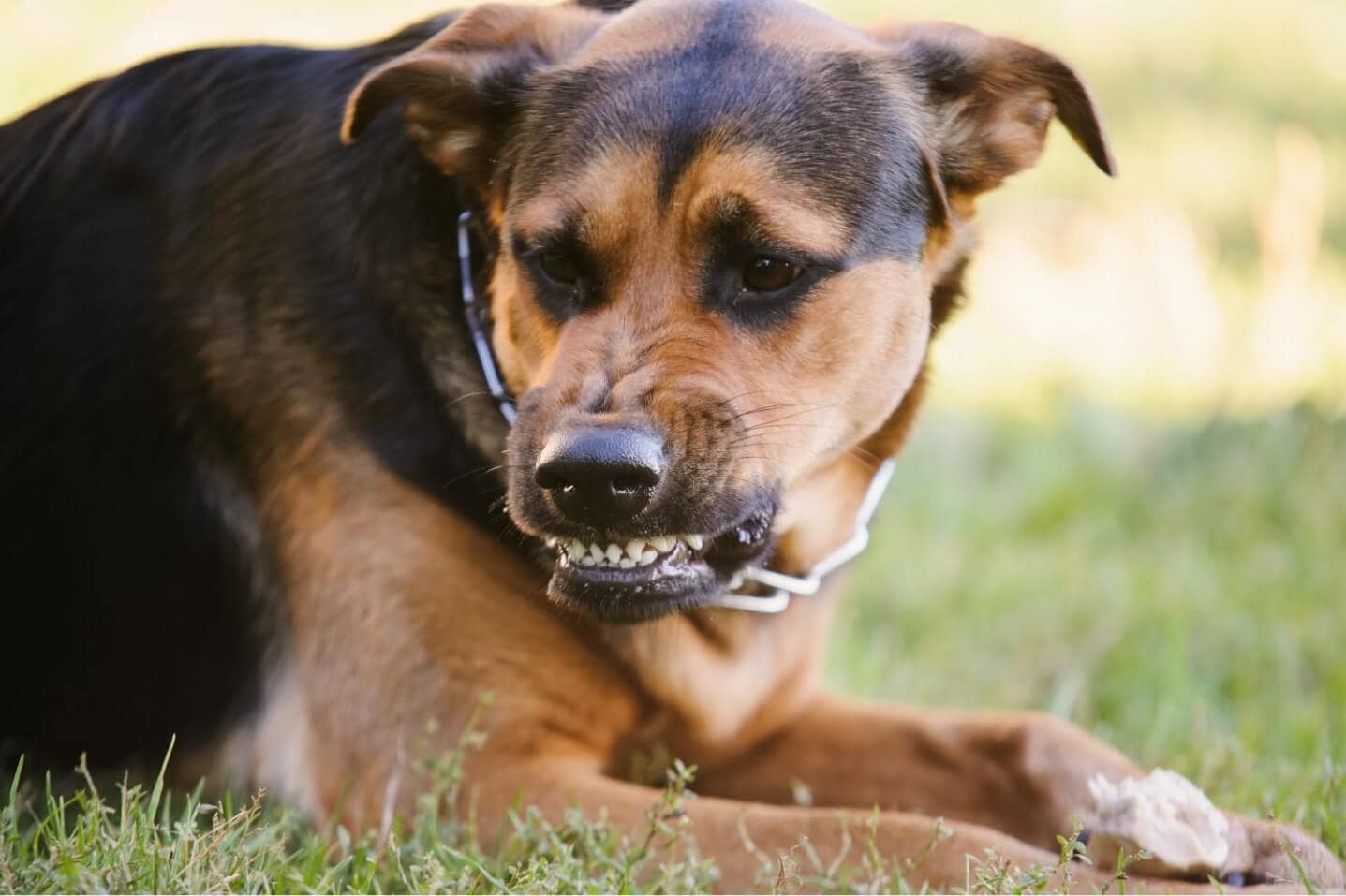 Imagen de un perro enfadado. Ser víctima de una mordedura de perro puede ser una experiencia traumática y dolorosa. Las secuelas, las facturas médicas y los problemas legales pueden aumentar el estrés y la confusión. No deje que una mordedura de perro le arruine la vida. Tratar de navegar por el sistema legal por su cuenta puede ser abrumador, especialmente cuando usted'ya está lidiando con el dolor físico y emocional. R&G Personal Injury Lawyers está aquí para ayudarle en estos momentos difíciles. Nuestro experimentado equipo se especializa en casos de mordeduras de perro y conoce las complejidades de la ley de lesiones personales. Con nuestro asesoramiento experto, lucharemos por sus derechos y nos aseguraremos de que reciba la indemnización que merece por sus lesiones. Confíe en R&G Personal Injury Lawyers para ser su abogado dedicado mordedura de perro, para que pueda centrarse en la curación, mientras que manejamos su caso con cuidado y profesionalismo.