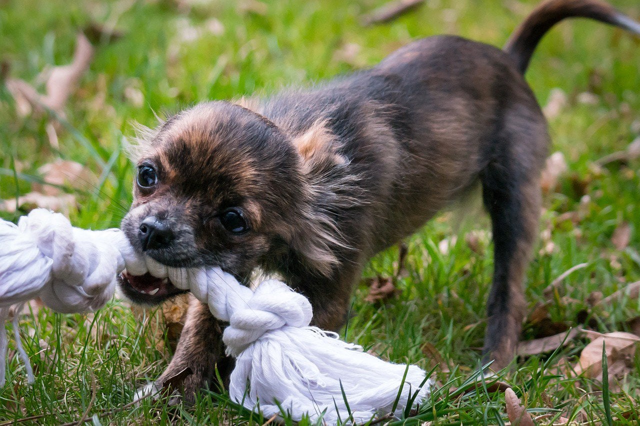 Imagen de un chihuahua. Ser víctima de una mordedura de perro puede ser una experiencia traumática y dolorosa. Las secuelas, las facturas médicas y los problemas legales pueden aumentar el estrés y la confusión. No deje que una mordedura de perro le arruine la vida. Tratar de navegar por el sistema legal por su cuenta puede ser abrumador, especialmente cuando usted'ya está lidiando con el dolor físico y emocional. R&G Personal Injury Lawyers está aquí para ayudarle en estos momentos difíciles. Nuestro experimentado equipo se especializa en casos de mordeduras de perro y conoce las complejidades de la ley de lesiones personales. Con nuestro asesoramiento experto, lucharemos por sus derechos y nos aseguraremos de que reciba la indemnización que merece por sus lesiones. Confíe en R&G Personal Injury Lawyers para ser su abogado dedicado mordedura de perro, para que pueda centrarse en la curación, mientras que manejamos su caso con cuidado y profesionalismo.