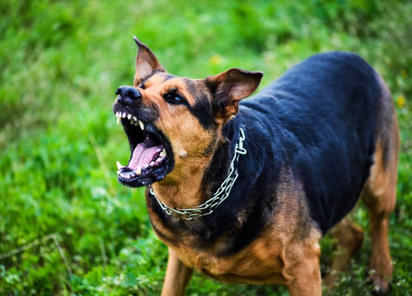 Imagen de un perro ladrando. Ser víctima de la mordedura de un perro puede ser una experiencia aterradora. Afrontar el trauma físico y emocional, los gastos médicos y las complejidades legales puede hacerla aún más difícil. No deje que una mordedura de perro convierta su vida en una pesadilla. Sin una representación legal adecuada, es posible que tenga dificultades para obtener la indemnización que merece, dejándole agobiado por una tensión financiera abrumadora. R&G Personal Injury Lawyers está aquí para luchar por sus derechos como víctima de una mordedura de perro. Nuestro experimentado equipo de abogados especializados en mordeduras de perro conoce los entresijos de la ley de lesiones personales y se asegurará de que reciba la justicia y la indemnización que se merece. Confíe en R&G Personal Injury Lawyers para guiarle a través del proceso legal y ayudarle a recuperar el control de su vida. ¡Póngase en contacto con nosotros hoy para una consulta gratuita!