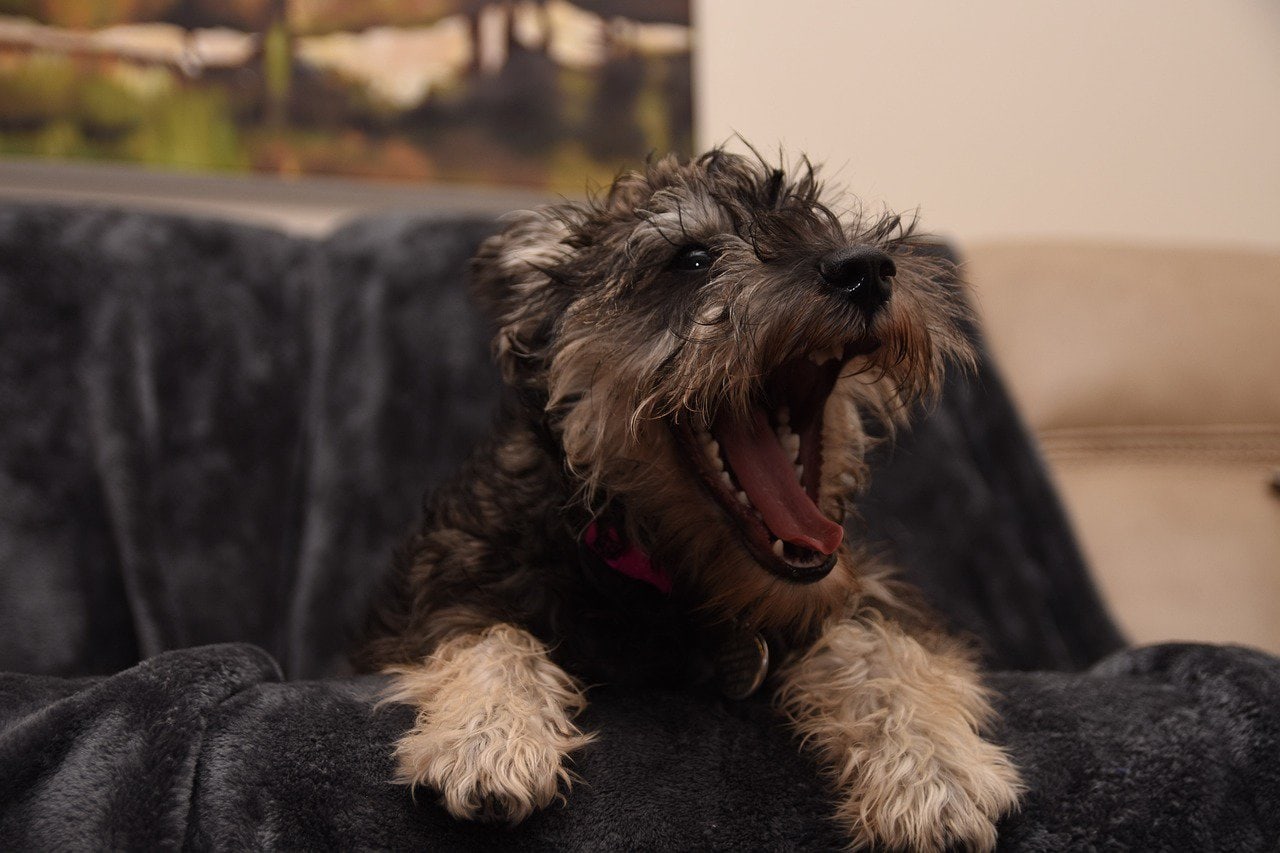 Imagen de un perro pequeño ladrando. Ser víctima de una mordedura de perro puede ser una experiencia traumática y dolorosa. Las secuelas, las facturas médicas y los problemas legales pueden aumentar el estrés y la confusión. No deje que una mordedura de perro le arruine la vida. Tratar de navegar por el sistema legal por su cuenta puede ser abrumador, especialmente cuando usted'ya está lidiando con el dolor físico y emocional. R&G Personal Injury Lawyers está aquí para ayudarle en estos momentos difíciles. Nuestro experimentado equipo se especializa en casos de mordeduras de perro y conoce las complejidades de la ley de lesiones personales. Con nuestro asesoramiento experto, lucharemos por sus derechos y nos aseguraremos de que reciba la indemnización que merece por sus lesiones. Confíe en R&G Personal Injury Lawyers para ser su abogado dedicado mordedura de perro, para que pueda centrarse en la curación, mientras que manejamos su caso con cuidado y profesionalismo.