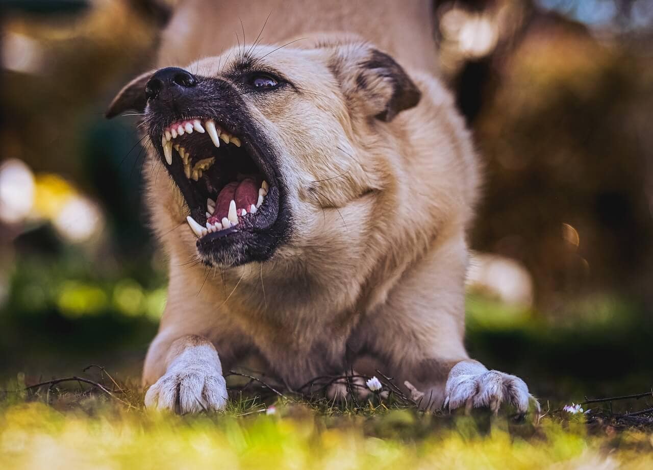 Imagen de un perro ladrando. Ser víctima de la mordedura de un perro puede ser una experiencia aterradora. Afrontar el trauma físico y emocional, los gastos médicos y las complejidades legales puede hacerla aún más difícil. No deje que una mordedura de perro convierta su vida en una pesadilla. Sin una representación legal adecuada, es posible que tenga dificultades para obtener la indemnización que merece, dejándole agobiado por una tensión financiera abrumadora. R&G Personal Injury Lawyers está aquí para luchar por sus derechos como víctima de una mordedura de perro. Nuestro experimentado equipo de abogados especializados en mordeduras de perro conoce los entresijos de la ley de lesiones personales y se asegurará de que reciba la justicia y la indemnización que se merece. Confíe en R&G Personal Injury Lawyers para guiarle a través del proceso legal y ayudarle a recuperar el control de su vida. ¡Póngase en contacto con nosotros hoy para una consulta gratuita!