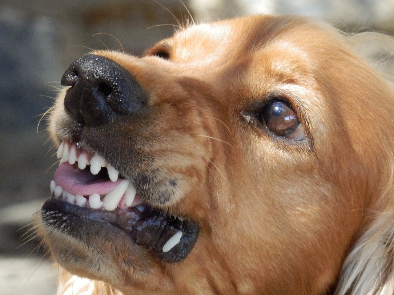 Imagen de un perro enfadado. Ser víctima de una mordedura de perro puede ser una experiencia traumática y dolorosa. Las secuelas, las facturas médicas y los problemas legales pueden aumentar el estrés y la confusión. No deje que una mordedura de perro le arruine la vida. Tratar de navegar por el sistema legal por su cuenta puede ser abrumador, especialmente cuando usted'ya está lidiando con el dolor físico y emocional. R&G Personal Injury Lawyers está aquí para ayudarle en estos momentos difíciles. Nuestro experimentado equipo se especializa en casos de mordeduras de perro y conoce las complejidades de la ley de lesiones personales. Con nuestro asesoramiento experto, lucharemos por sus derechos y nos aseguraremos de que reciba la indemnización que merece por sus lesiones. Confíe en R&G Personal Injury Lawyers para ser su abogado dedicado mordedura de perro, para que pueda centrarse en la curación, mientras que manejamos su caso con cuidado y profesionalismo.