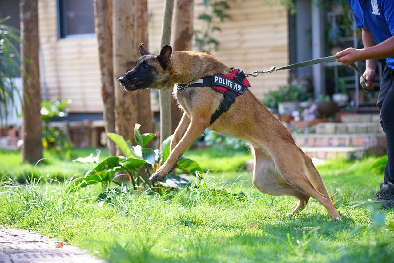 Imagen de un perro marrón. Ser víctima de una mordedura de perro puede ser una experiencia traumática y dolorosa. Las secuelas, las facturas médicas y los problemas legales pueden aumentar el estrés y la confusión. No deje que una mordedura de perro le arruine la vida. Tratar de navegar por el sistema legal por su cuenta puede ser abrumador, especialmente cuando usted'ya está lidiando con el dolor físico y emocional. R&G Personal Injury Lawyers está aquí para ayudarle en estos momentos difíciles. Nuestro experimentado equipo se especializa en casos de mordeduras de perro y conoce las complejidades de la ley de lesiones personales. Con nuestro asesoramiento experto, lucharemos por sus derechos y nos aseguraremos de que reciba la indemnización que merece por sus lesiones. Confíe en R&G Personal Injury Lawyers para ser su abogado dedicado mordedura de perro, para que pueda centrarse en la curación, mientras que manejamos su caso con cuidado y profesionalismo.